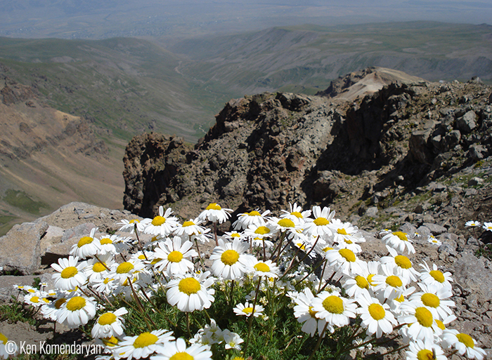 © Ken Komendaryan (Yerevan, Armenia). The flowers and the stones –Mount Aragats The photo is taken at the Southern peak of the mount at the elevation of about 3900 m. 